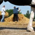 A photo of a man and a woman using pitchforks to move hay as seen under a cow’s body.