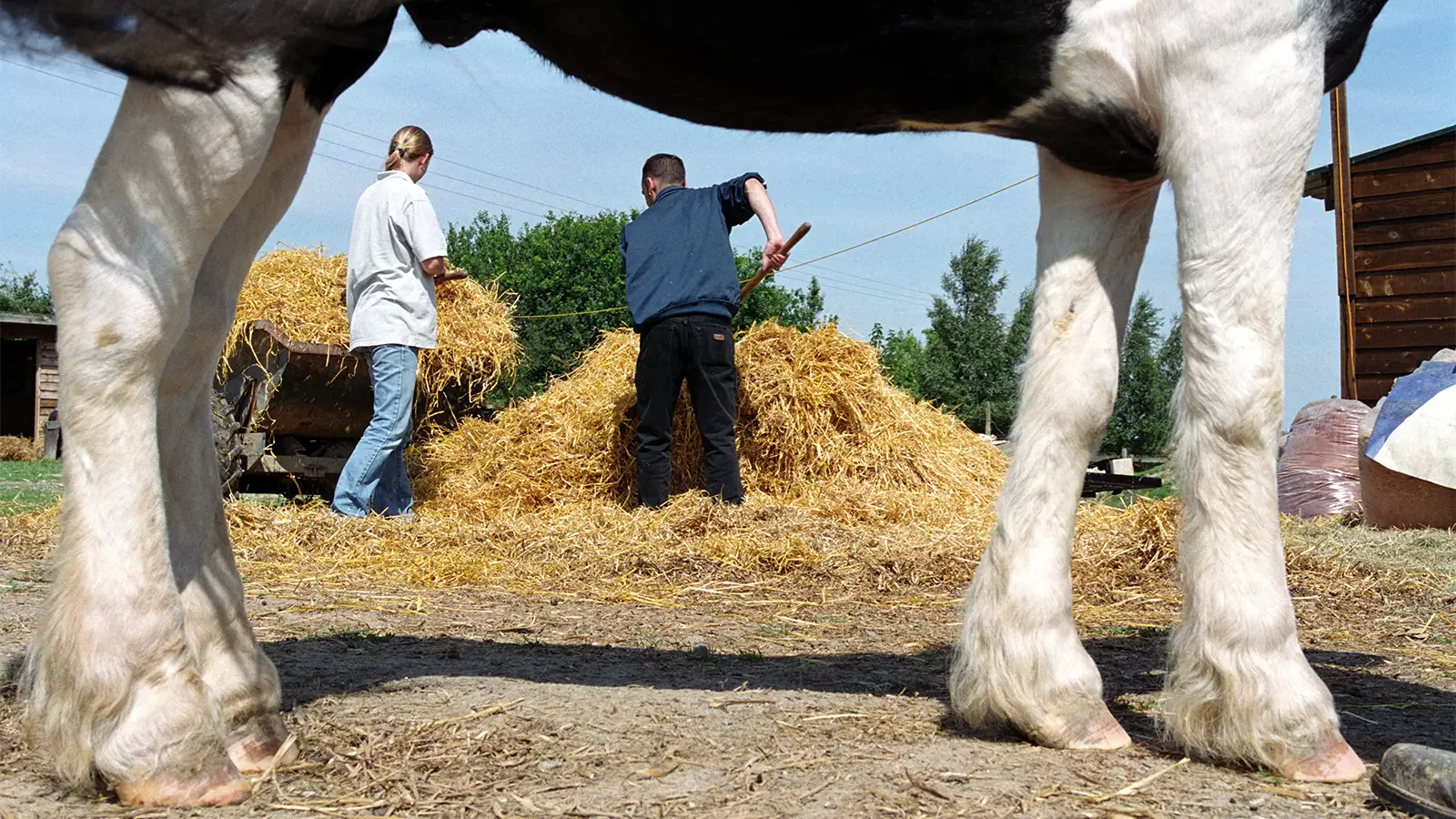 A photo of a man and a woman using pitchforks to move hay as seen under a cow’s body.