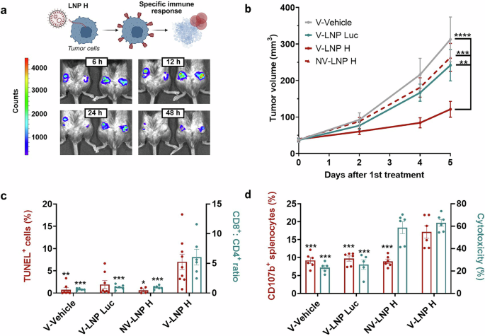 Harnessing pre-existing measles immunity: mRNA-Lipid nanoparticle-mediated measles hemagglutinin expression boosts antitumor CD8⁺ T cell responses