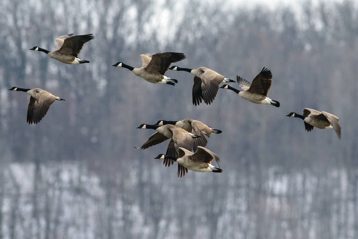 Goose poop could be used to create both a source of protein for animal feed and an agricultural fertilizer — using one of nature’s recycling powerhouses, the black soldier fly. Photo: Getty Images Plus
