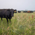 Seaweed supplement reduces cattle methane output in Australian study