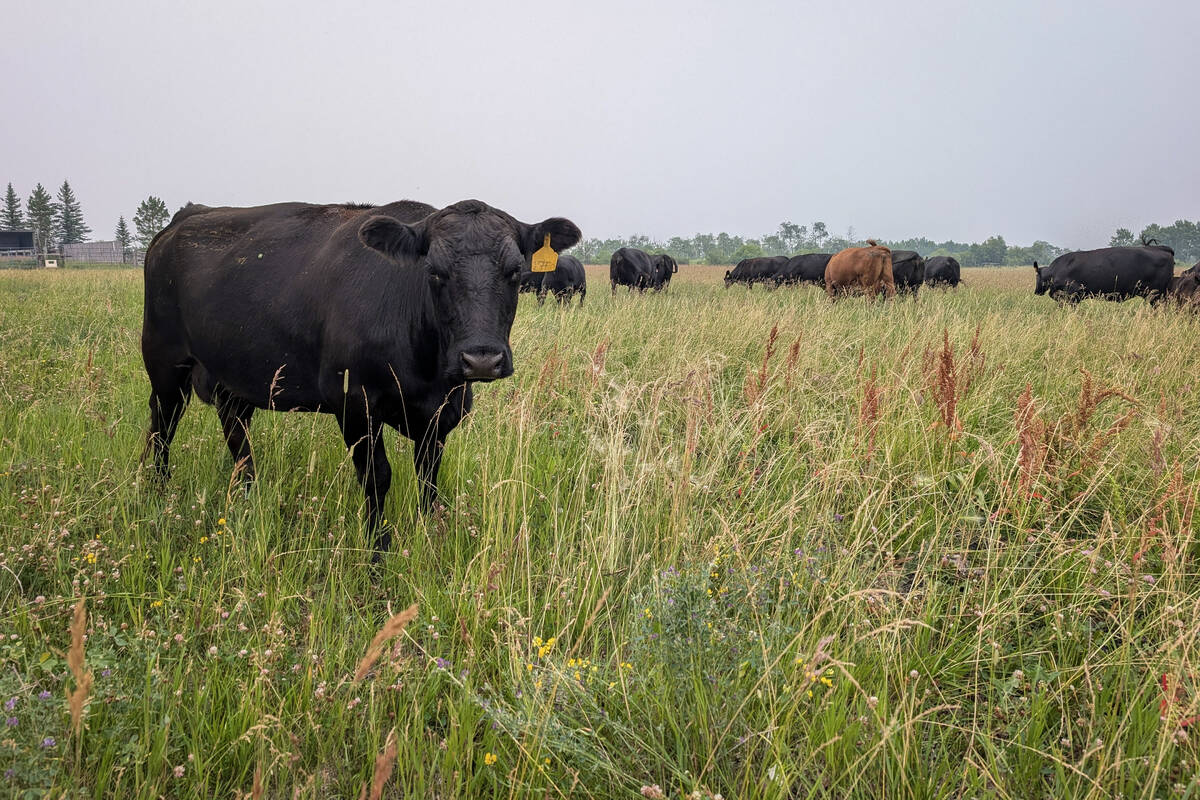 Seaweed supplement reduces cattle methane output in Australian study