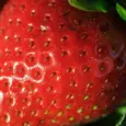 Scientists boost strawberry flavor and nutrition without changing growth