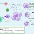 From immunosuppression to active tolerance: the evolving paradigm of regulatory T cell therapy in organ transplantation