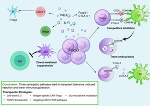 From immunosuppression to active tolerance: the evolving paradigm of regulatory T cell therapy in organ transplantation