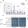 Cleavage of Bcl-2-associated athanogene by metacaspase determines plant antiviral immunity