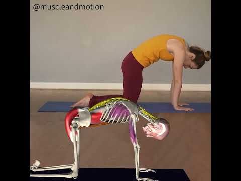 CAT-COW POSE (Marjaryasana-Bitilasana)🐮 😺 thumbnail