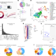 Integrated single-cell and spatial transcriptomic profiling in ALS uncovers peripheral-to-central immune infiltration and reprogramming
