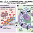 The daily recommended vitamin B2 for maintaining health may be strengthening cancer cells, and scientists have discovered that riboflavin helps tumors escape a natural self-destruction mechanism used by the body to fight cancer.
