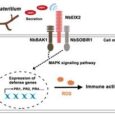 The novel effector CREP1 of endophytic Fusarium lateritium regulates host plant immunity through interaction with receptor protein NbEIX2
