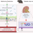 Nutritional methionine restriction modulates gut microbiota and propionate/GPR41 signaling to mitigate diabetic kidney disease