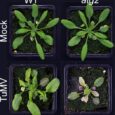 Plants hit the brakes on immunity to survive viral infections