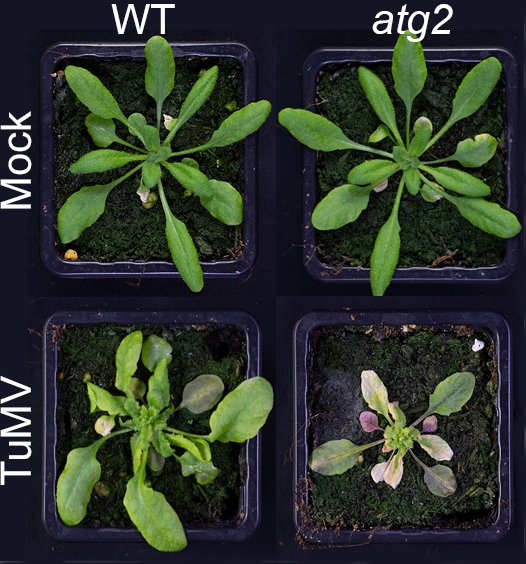 Plants hit the brakes on immunity to survive viral infections