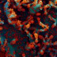 Novel Coronavirus SARS-CoV-2