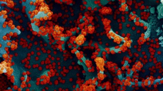 Novel Coronavirus SARS-CoV-2