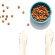 Best Puppy Food in 2026, According to Veterinarians