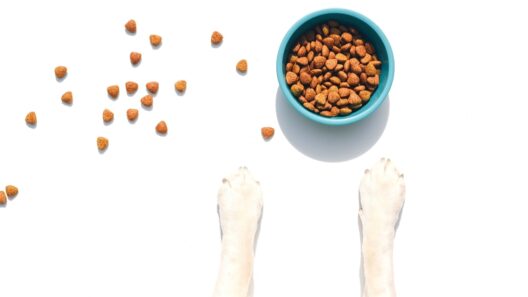 Best Puppy Food in 2026, According to Veterinarians