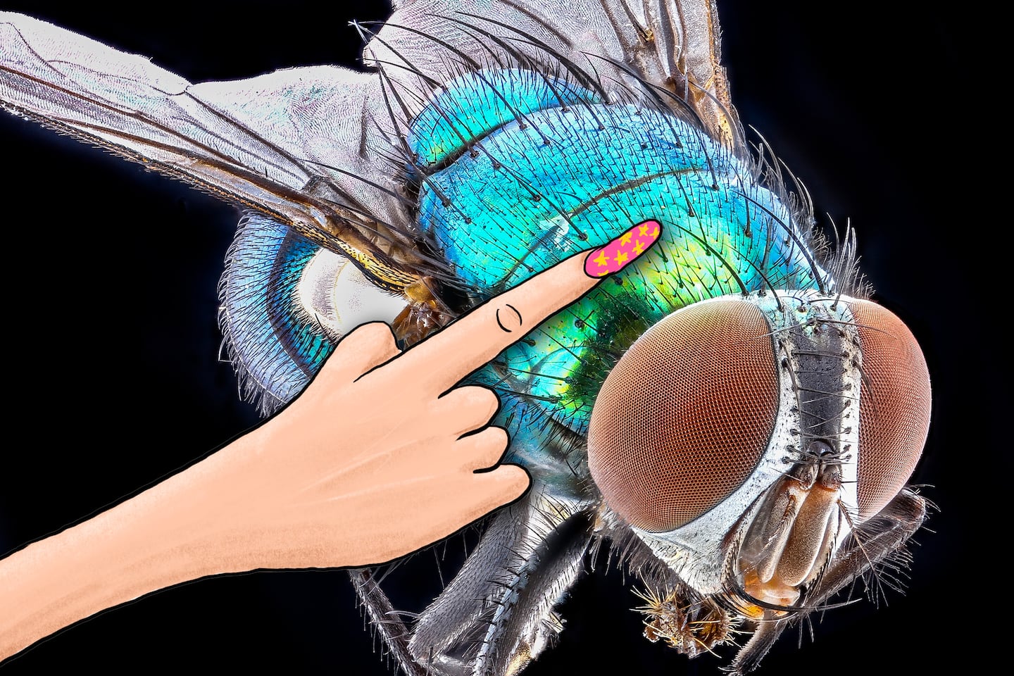 Note: Fly not to scale, thank goodness.