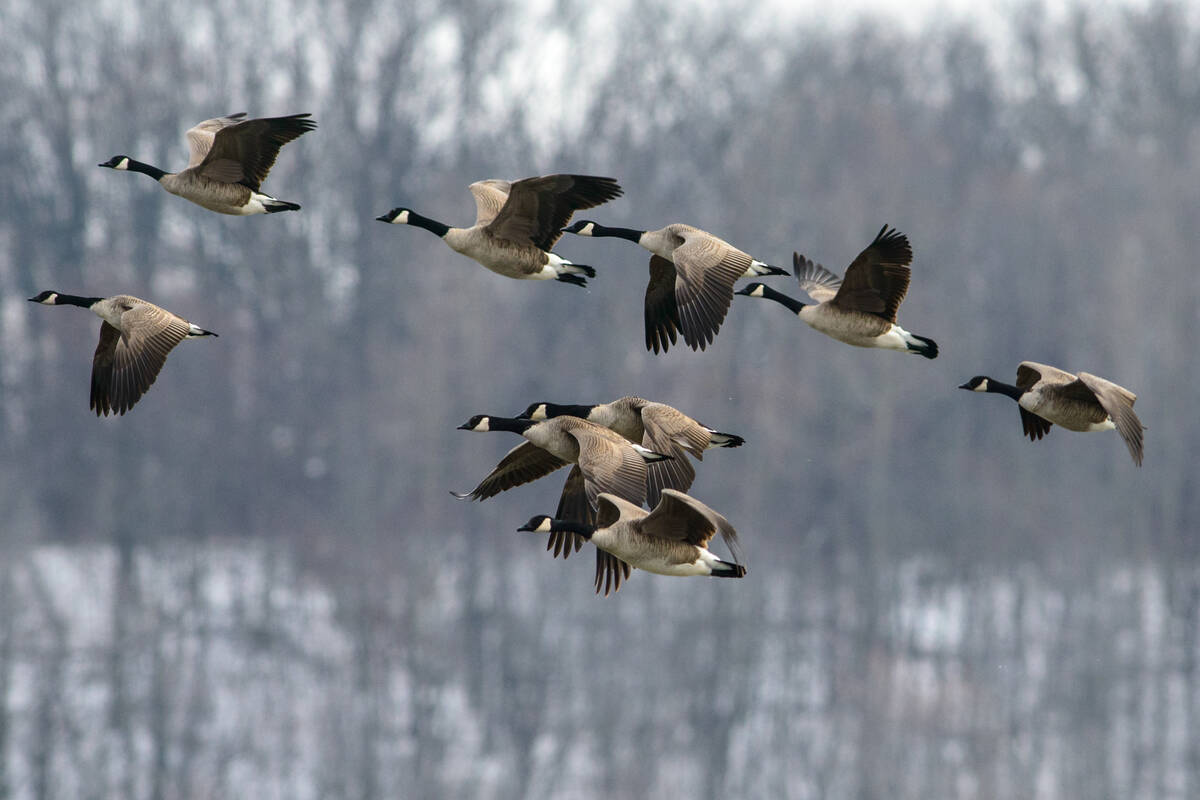 Goose poop could be used to create both a source of protein for animal feed and an agricultural fertilizer — using one of nature’s recycling powerhouses, the black soldier fly. Photo: Getty Images Plus
