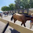 Fasig-Tipton Supplements 26 to Midlantic May Sale
