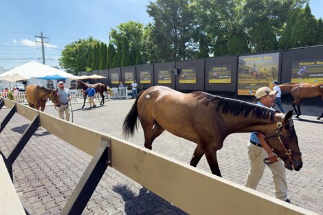 Fasig-Tipton Supplements 26 to Midlantic May Sale