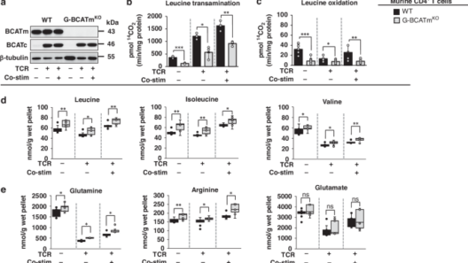Blocking mitochondrial leucine transamination enhances T-cell activation and improves T-cell immunity against OVA-producing EL4 lymphoma
