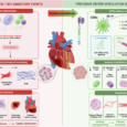 CAR-dendritic cells rewire cardiac immunity for tissue repair