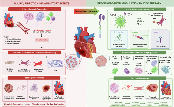 CAR-dendritic cells rewire cardiac immunity for tissue repair