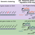 Worming out defence strategies: mechanisms of immunity through the lens of genetic screens in C. elegans