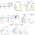 Impact of pre-existing anti-replicase immunity on the efficacy of self-amplifying mRNA vaccines