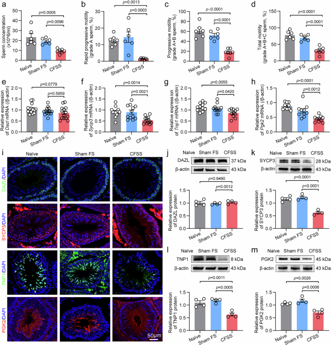 Chronic stress drives oligoasthenozoospermia via gut microbiota-vitamin-Sting1/Slc9c2 axis