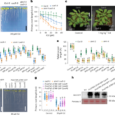 Transition metal-enhanced immunity in Arabidopsis roots via an NLR pair