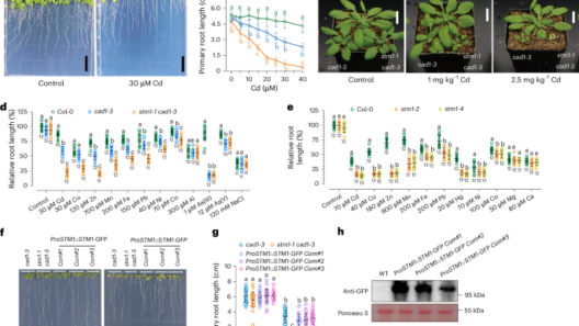 Transition metal-enhanced immunity in Arabidopsis roots via an NLR pair
