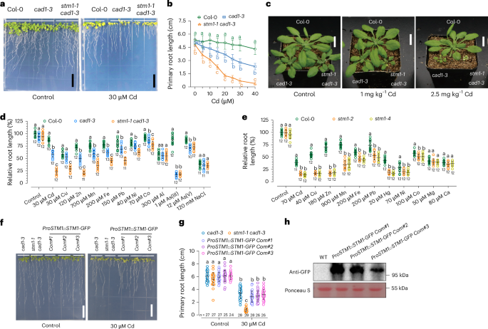 Transition metal-enhanced immunity in Arabidopsis roots via an NLR pair