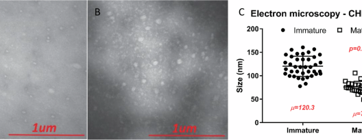 Maturation-deficient chikungunya virus elicits protective immune responses in a murine challenge model