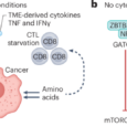 Inflammation starves antitumour immunity