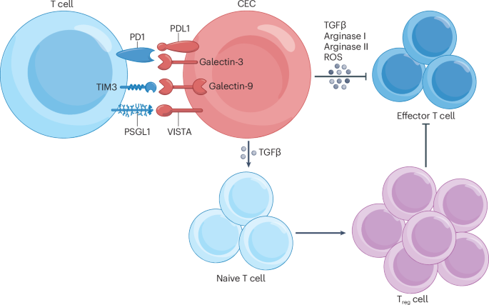 Immune regulation by erythroid cells: how erythroid progenitor cells and mature red blood cells shape immunity