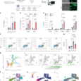 Immune-remodeling mRNAs expressing IRF8 or NIK generate durable antitumor immunity in multiple cancer models