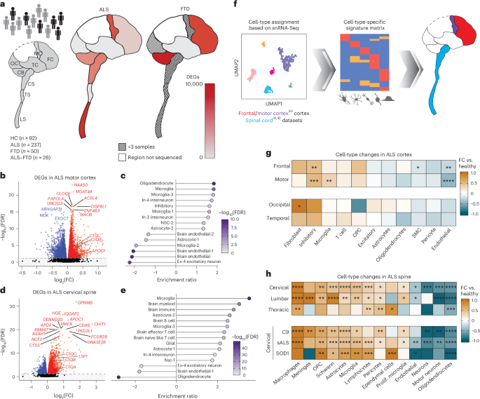 Integrated single-cell and spatial transcriptomic profiling in ALS ...