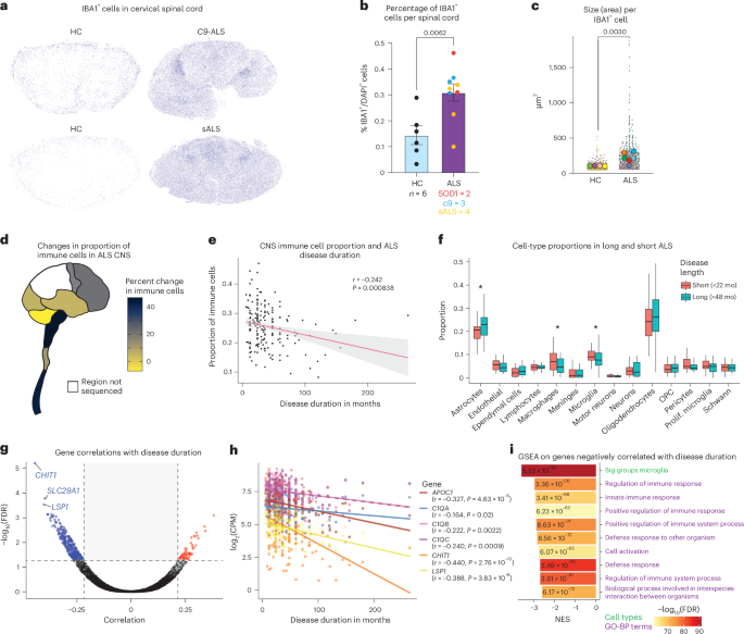 Integrated single-cell and spatial transcriptomic profiling in ALS ...