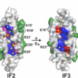 A Multifunctional Host-Defense Peptide in Immunity, Molecular Engineering, and More