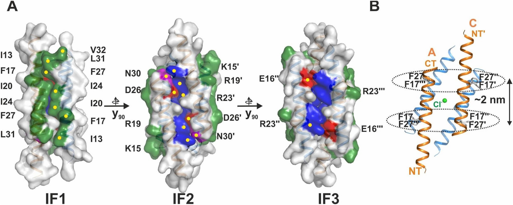 A Multifunctional Host-Defense Peptide in Immunity, Molecular Engineering, and More