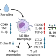Tick saliva reprograms macrophages into immunosuppressive hubs that regulate T-cell immunity in Rhipicephalus microplus infestation