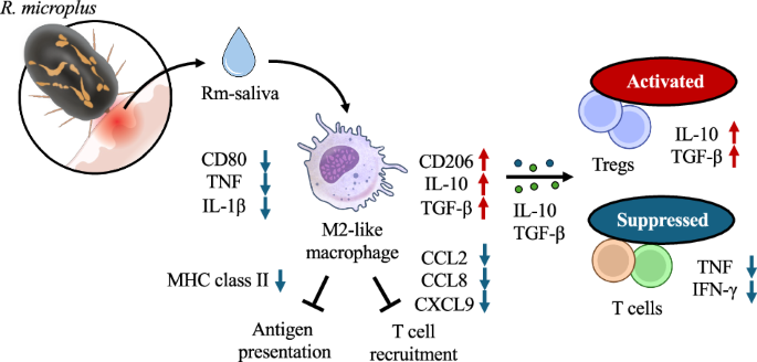 Tick saliva reprograms macrophages into immunosuppressive hubs that regulate T-cell immunity in Rhipicephalus microplus infestation