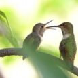 Audubon Photography Awards: 8 Standout Videos Showing The Beauty Of Birds Life
