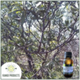 Range Products Explores the Benefits of Sandalwood Essential Oil in Natural Wellness Practices