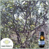 Range Products Explores the Benefits of Sandalwood Essential Oil in Natural Wellness Practices