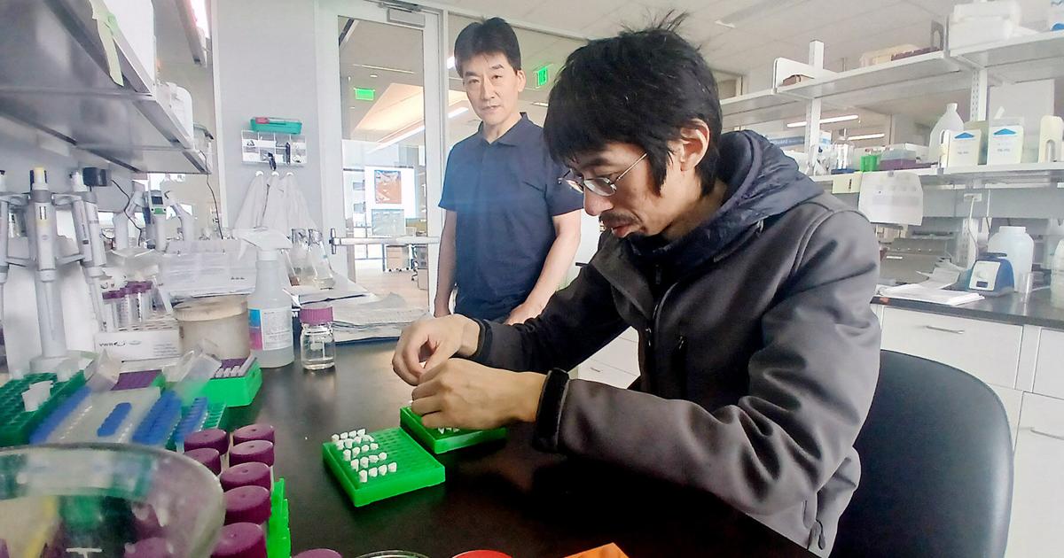 Research advances plant immunity against evolving pathogens