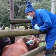 Farmers warn red tape cut ‘still not a fix for FMD’