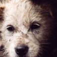 Pet wellness clinic to provide free vet services for needy pets on Saturday